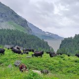 Les conditions sur l'alpage de Chermontane dans le Val de Bagnes sont au vert